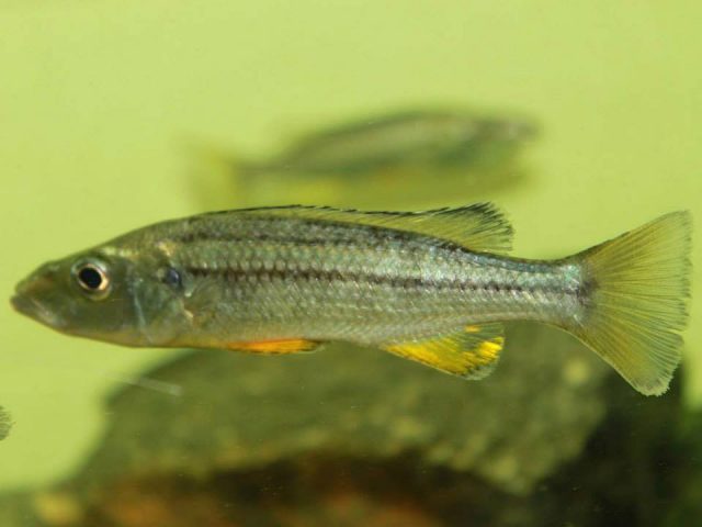 Rhamphochromis longiceps
