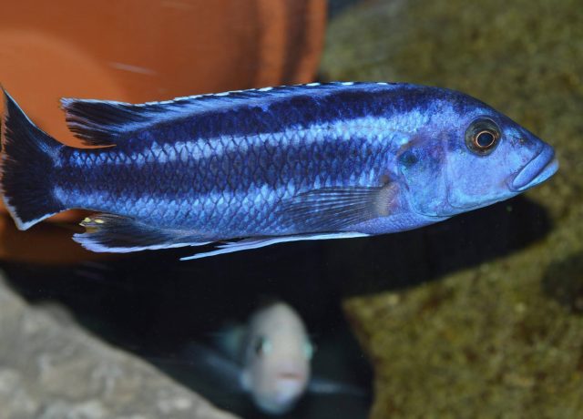 Melanochromis kaskazini (samec)