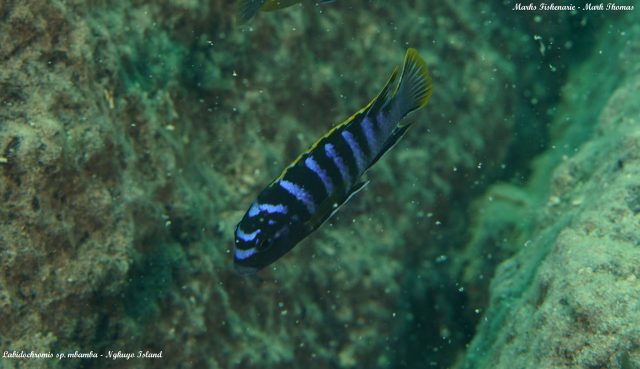 Labidochromis sp. ‚mbamba‘ (samec)