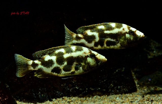 Nimbochromis livingstonii (samice)
