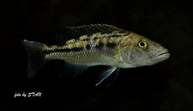 Tyrannochromis macrostoma (samice) 