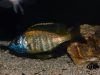 Placidochromis sp. ‚mbamba‘