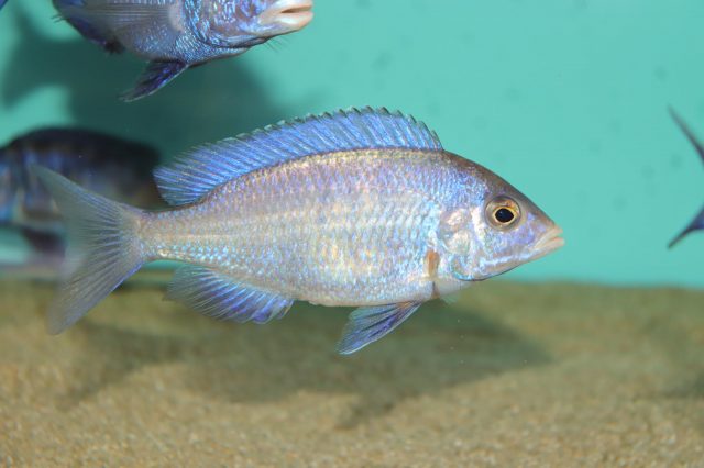 Placidochromis phenochilus (samice)