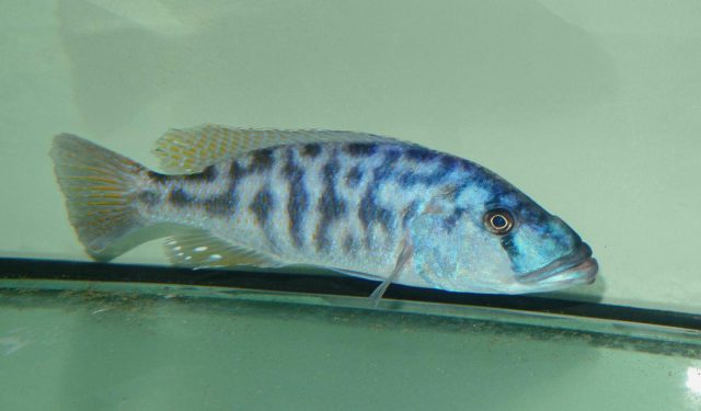 Tyrannochromis nigriventer (samec)