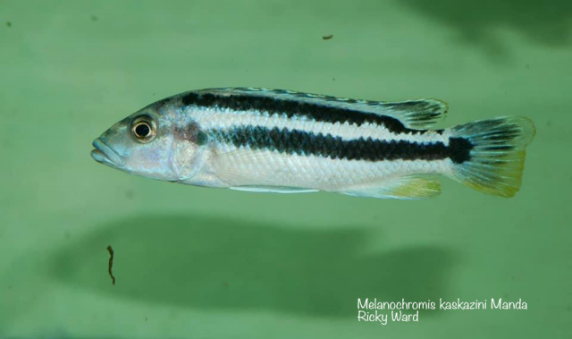 Melanochromis kaskazini Manda (samice)