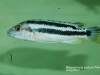 Melanochromis kaskazini Manda (samice)