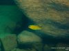 Tropheops sp. ‚mauve yellow‘ Pombo Rocks