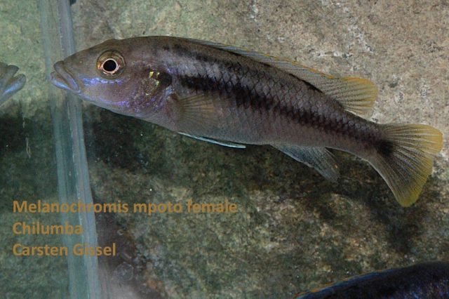 Melanochromis mpoto Chilumba