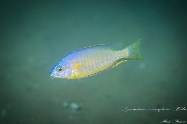 Nyassachromis microcephalus Mdoka