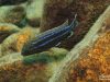 Melanochromis dialeptos (samec)