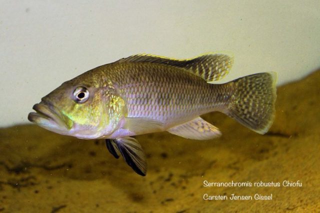 Serranochromis robustus Chiofu