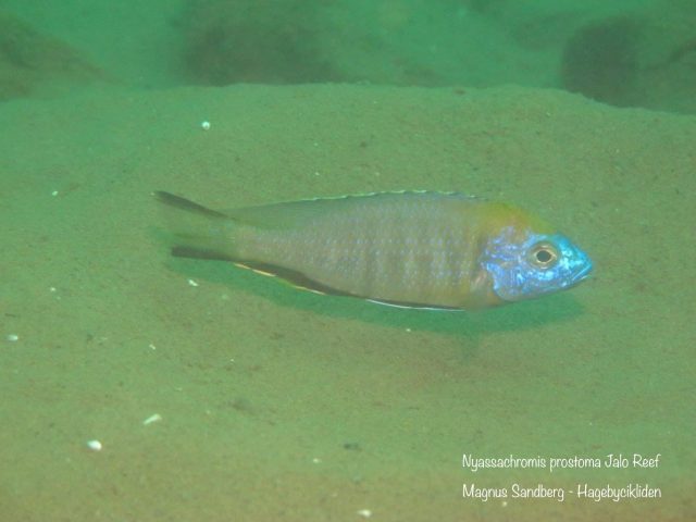 Nyassachromis prostoma