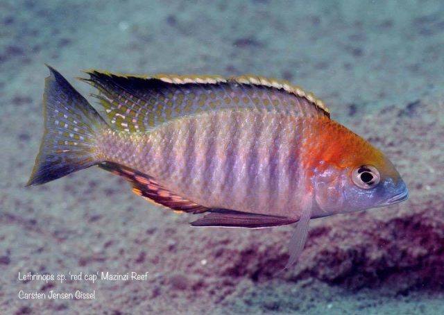 Lethrinops sp. 'red cap tsano' Mazinzi Reef