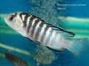 Labidochromis cf. caeruleus