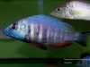 Placidochromis sp. ‚electra blue‘ Hongi Island