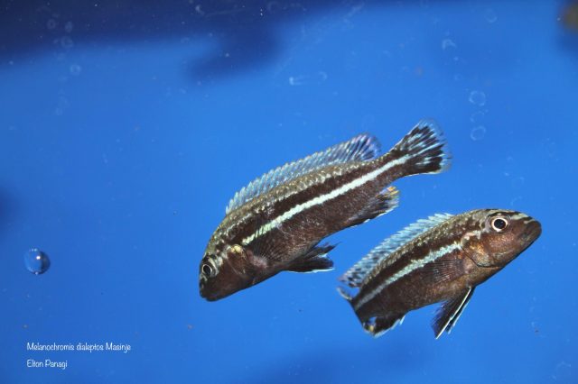 Melanochromis dialeptos Masinje (samec)