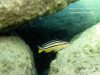 Melanochromis auratus Mumbo Island