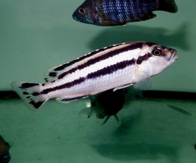 Melanochromis loriae (samice)
