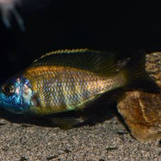 Placidochromis sp. ‚mbamba‘