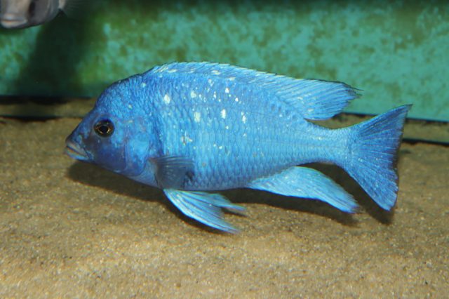Placidochromis sp. 'phenochilus tanzania' (samec)