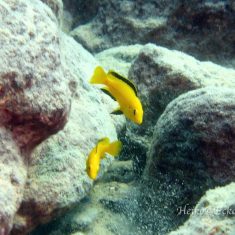 Labidochromis caeruelus