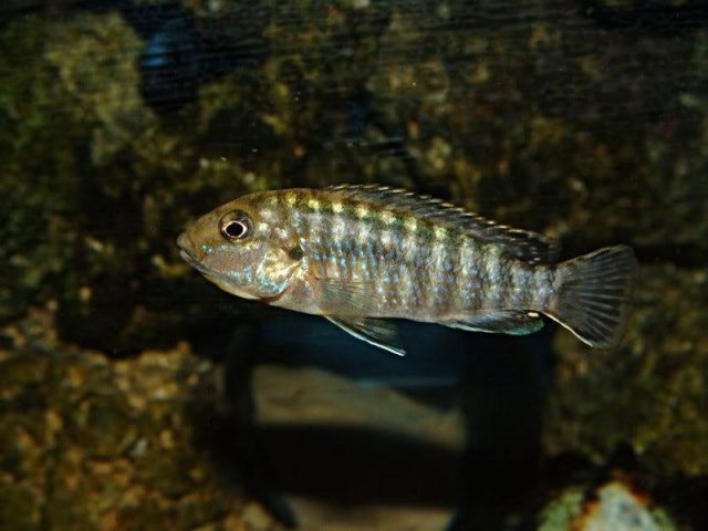 Labidochromis flavigulis Machili Island (samice)
