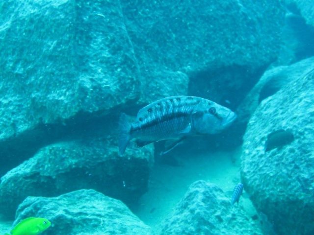 Tyrannochromis nigriventer (samice)