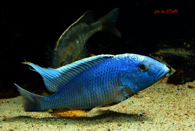 Buccochromis nototaeniae (samec)
