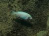 Metriaclima callainos Mitande Reef (samice)