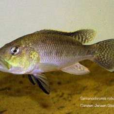 Serranochromis robustus Chiofu