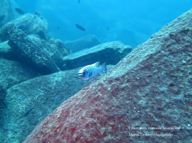 Labeotropheus trewavasae Taiwanee Reef