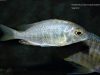 Placidochromis sp. 'electra boadzulu' (samice)