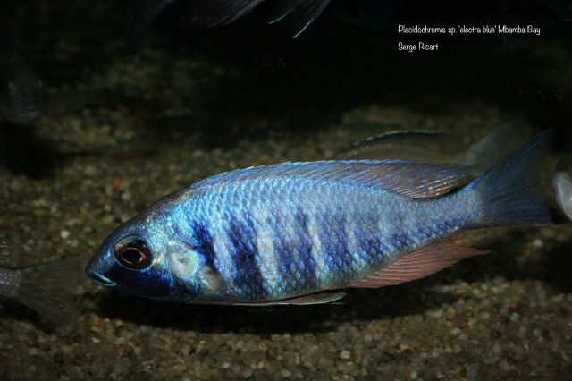 Placidochromis sp. &#8218;electra&#8216;