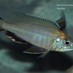 Nyassachromis prostoma