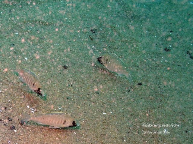 Placidochromis electra Gome