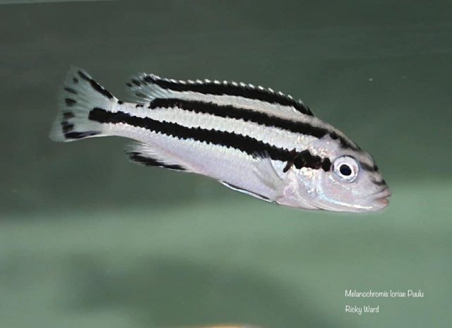 Melanochromis loriae Puulu