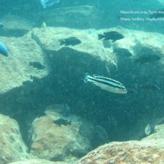 Melanochromis loriae