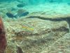 Melanochromis auratus Thumbi West Island