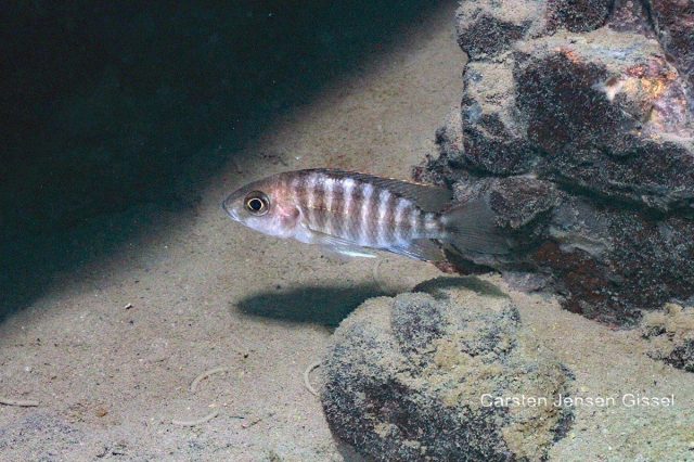 Aulonocara jacobfribergi Makokola Reef (samice)