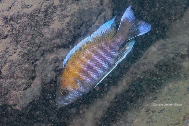Aulonocara jacobfribergi Makokola Reef (samec)