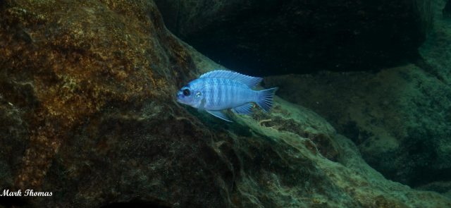 Labidochromis gigas