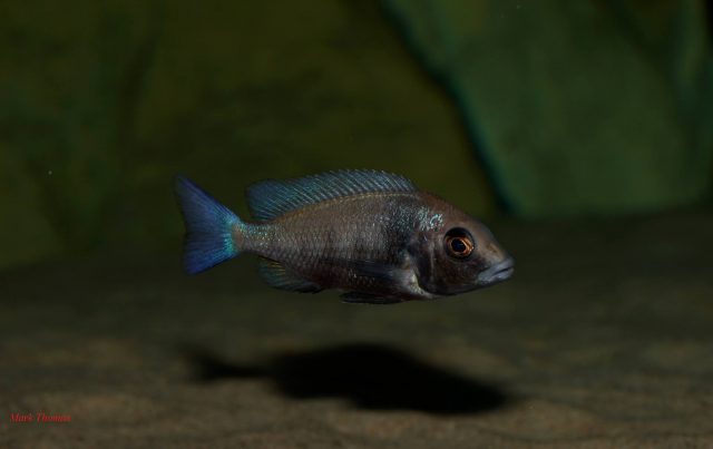 Placidochromis sp. 'phenochilus gissel' (samice)