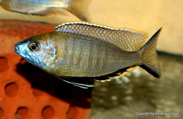 Nyassachromis prostoma (samec)