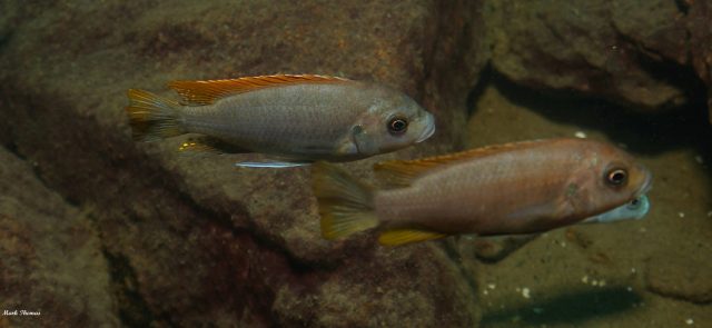 Metriaclima greshakei (samec a samice)