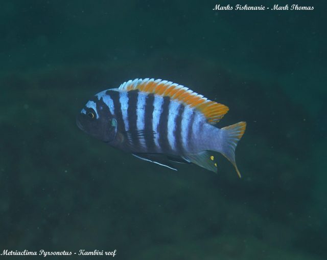 Metriaclima pyrsonotos Kambiri Reef (samec)