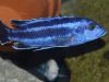 Melanochromis kaskazini (samec)