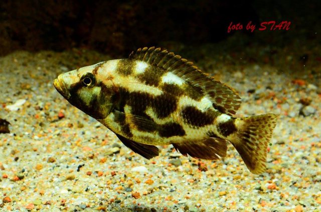 Nimbochromis livingstonii (samice)