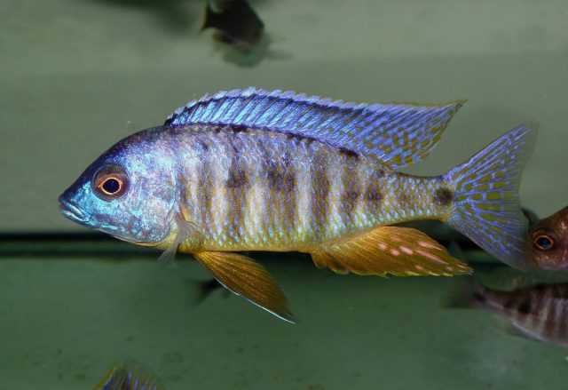 Placidochromis sp. 'electra blackfin' (samec)
