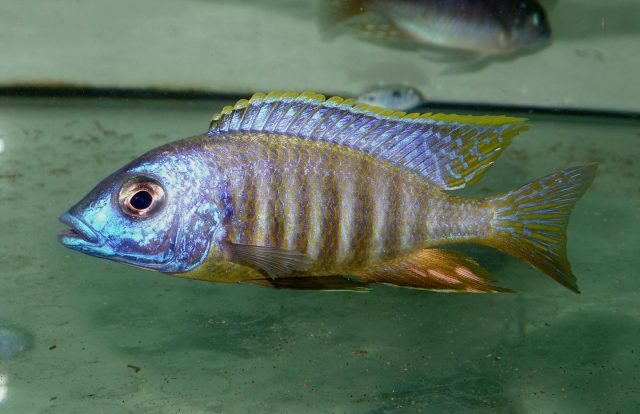 Placidochromis sp. 'electra blackfin' (samec)