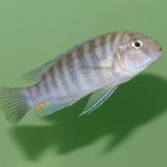 Labidochromis ianthinus